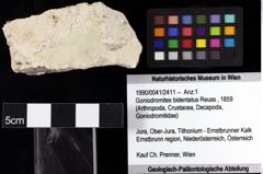 Foto (Objket + Etiketten) von Goniodromites bidentatus (Reuss, 1859) 